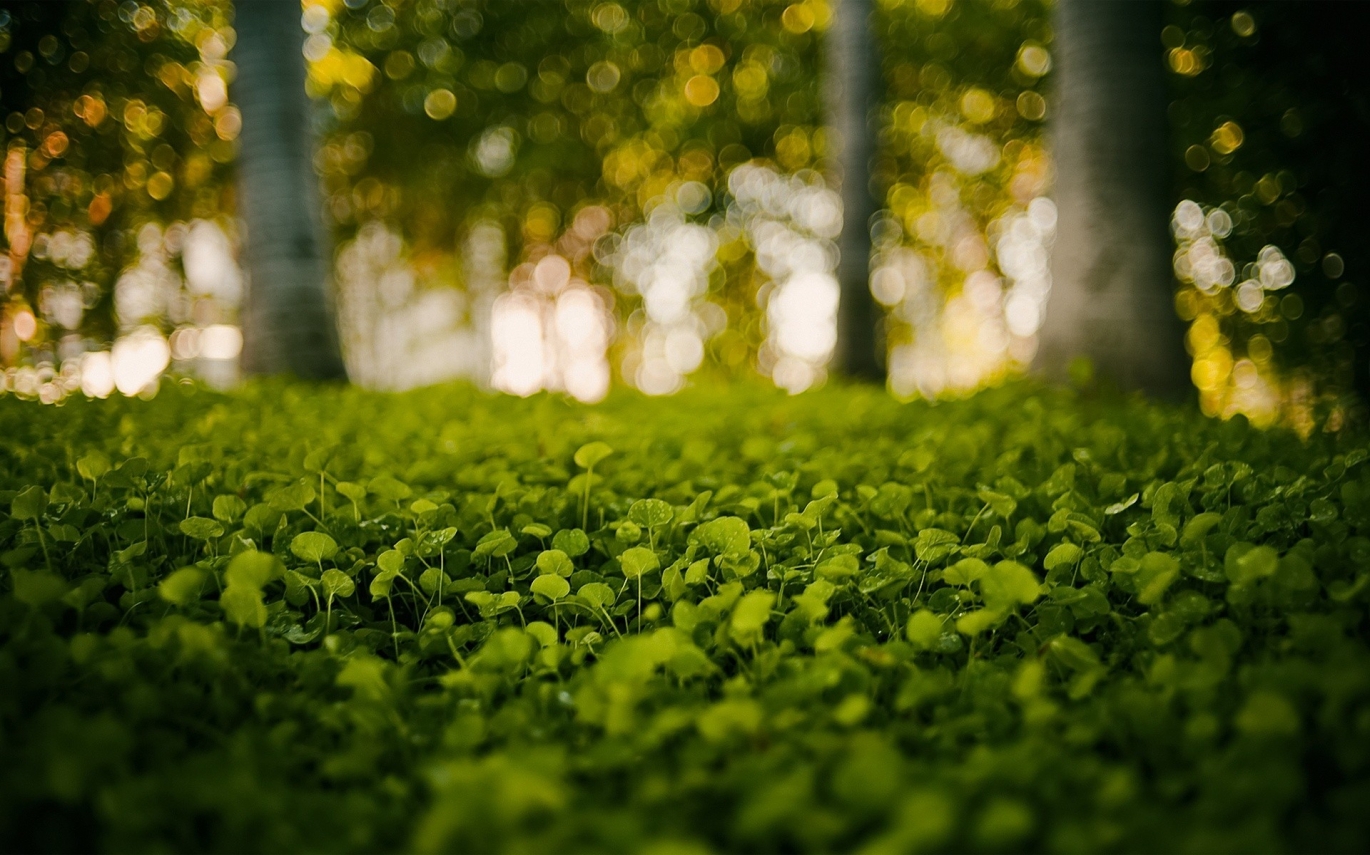 gallery/810144-free-forest-wallpaper
